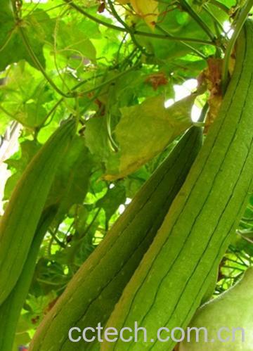 果蔬百科丝瓜-0