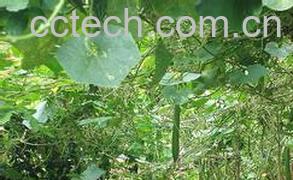 果蔬百科丝瓜-0