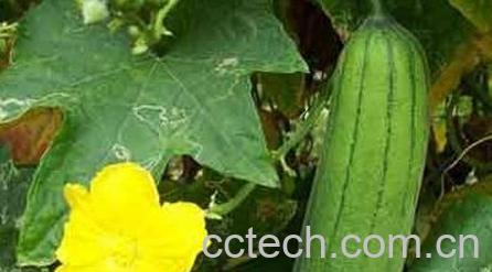 果蔬百科丝瓜-0