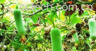 果蔬百科丝瓜-0