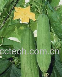 果蔬百科丝瓜-0