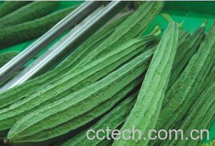 果蔬百科丝瓜-0