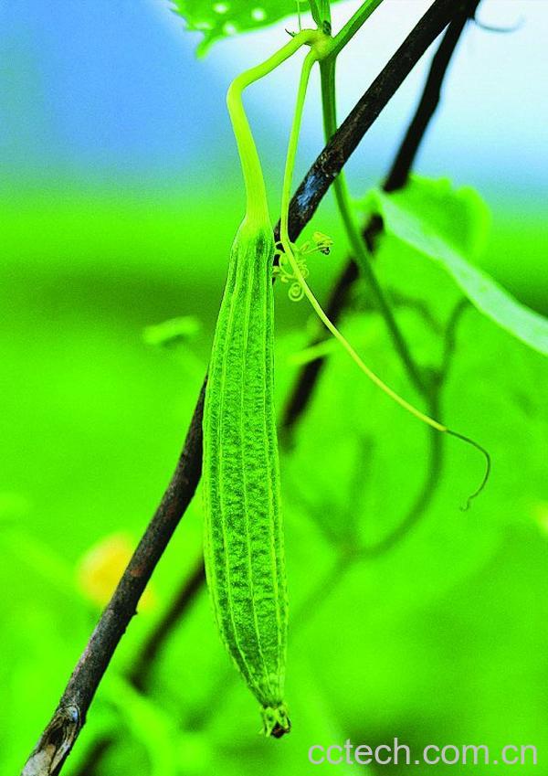 果蔬百科丝瓜-0