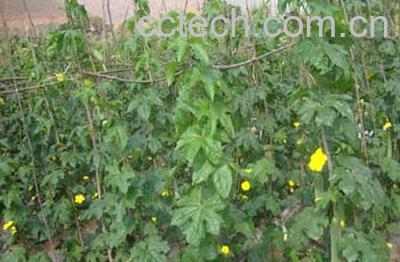 果蔬百科丝瓜-0