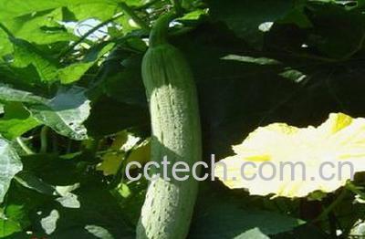 果蔬百科丝瓜-0