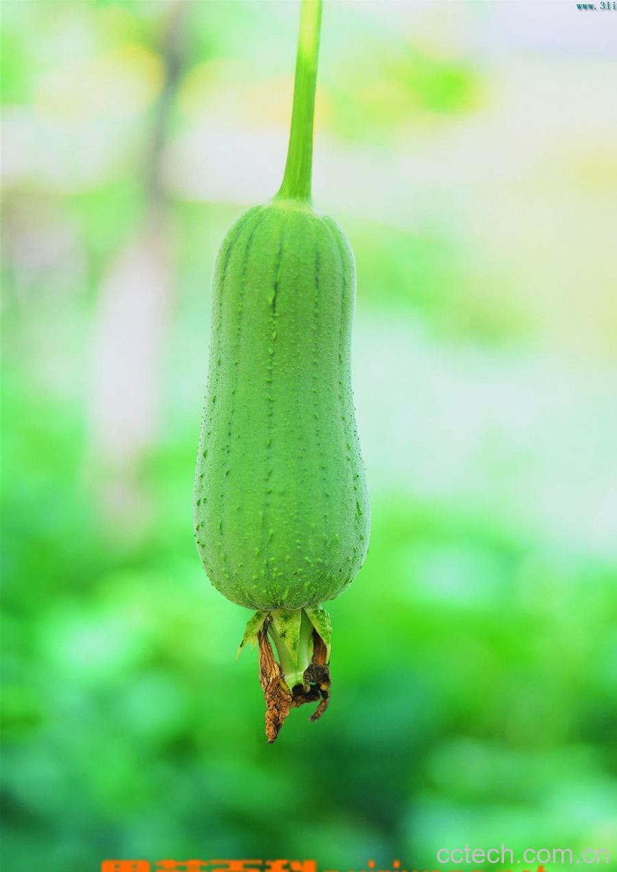 果蔬百科丝瓜-0