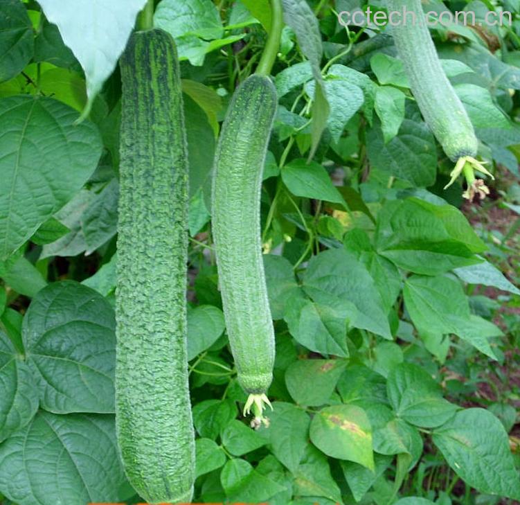 果蔬百科丝瓜-0