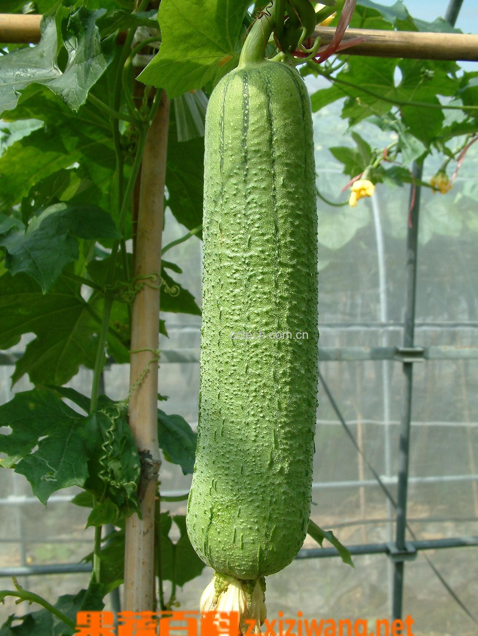 果蔬百科丝瓜-0