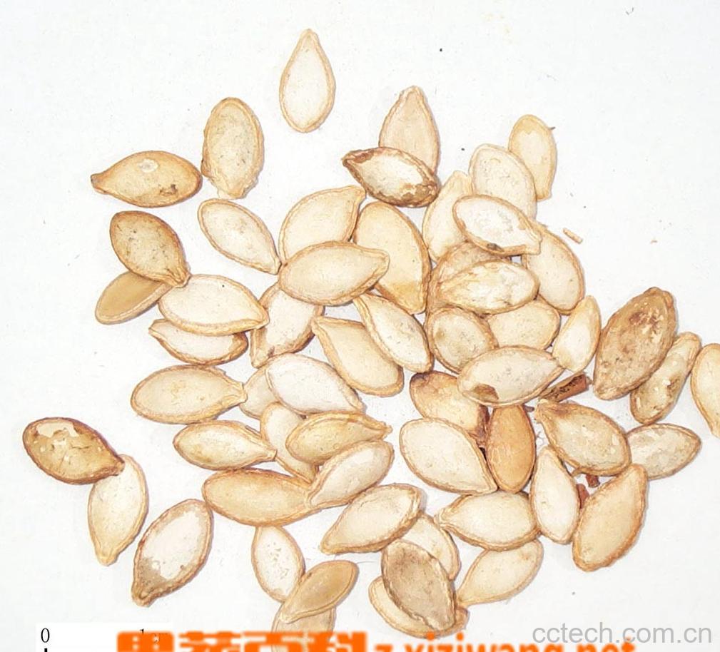 果蔬百科南瓜子-0
