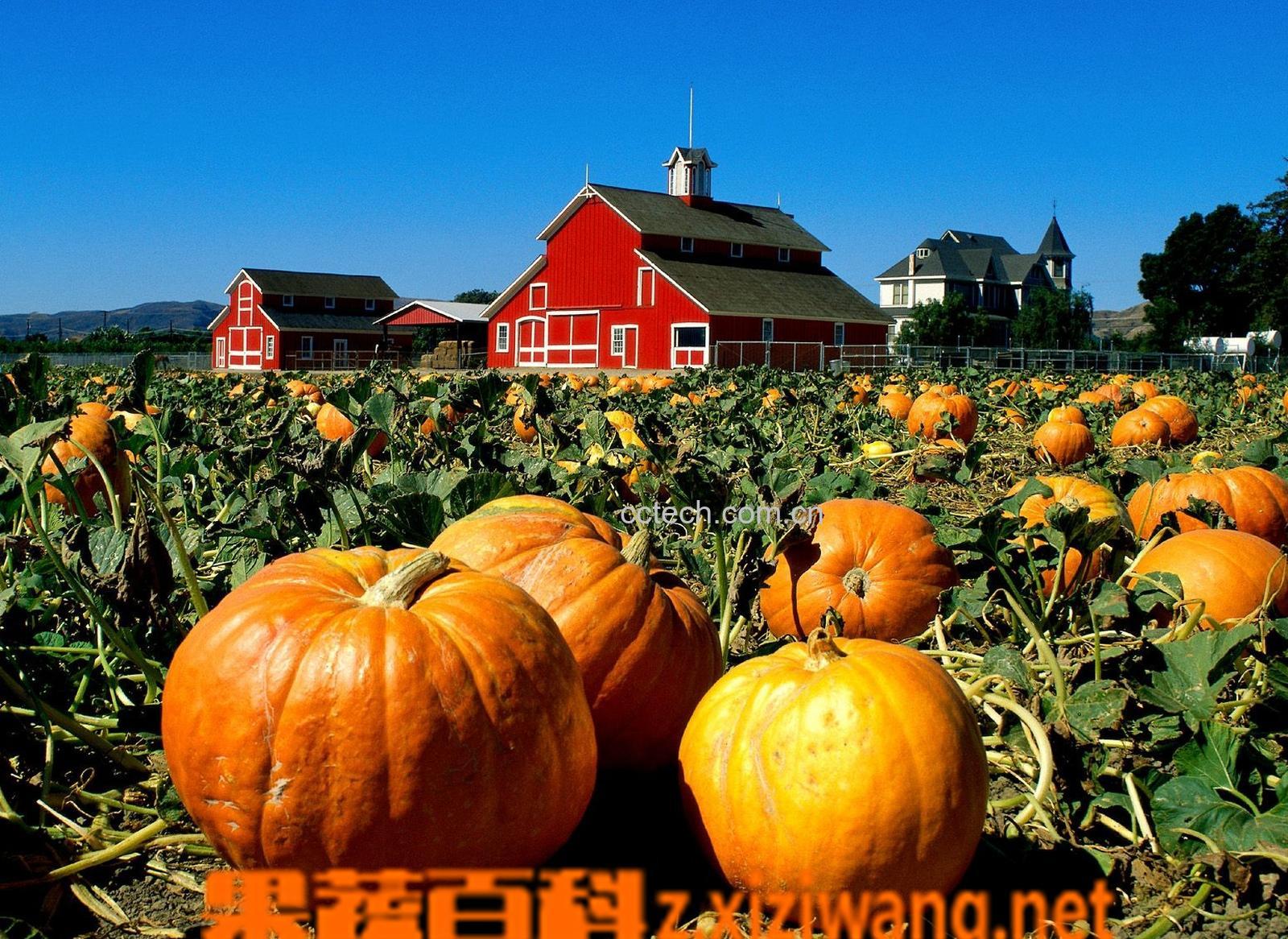 果蔬百科小南瓜-0