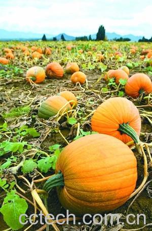 果蔬百科南瓜-0