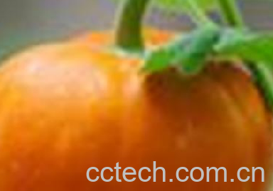 果蔬百科南瓜-0