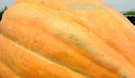 果蔬百科南瓜-0