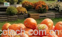 果蔬百科南瓜-0