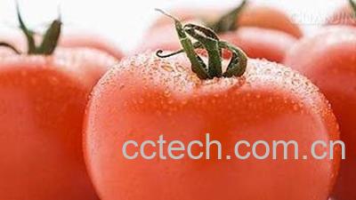 果蔬百科西红柿-0