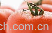果蔬百科番茄-0