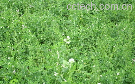 果蔬百科豌豆苗-0