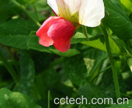 果蔬百科豌豆苗-0