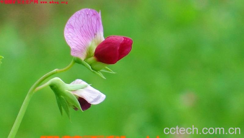 果蔬百科豌豆苗-0