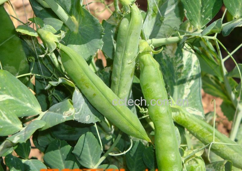 果蔬百科豌豆-0