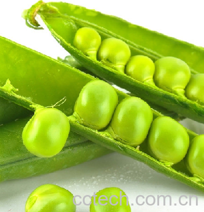 果蔬百科豌豆-0