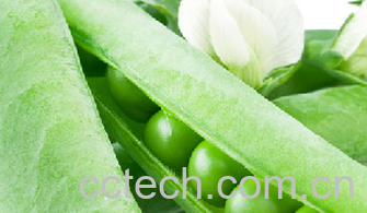 果蔬百科豌豆-0