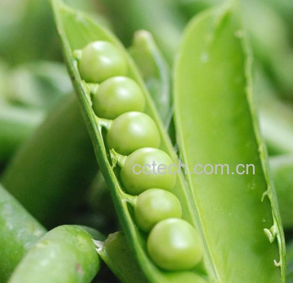 果蔬百科豌豆-0