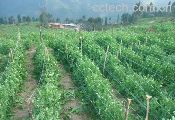 果蔬百科豌豆-0