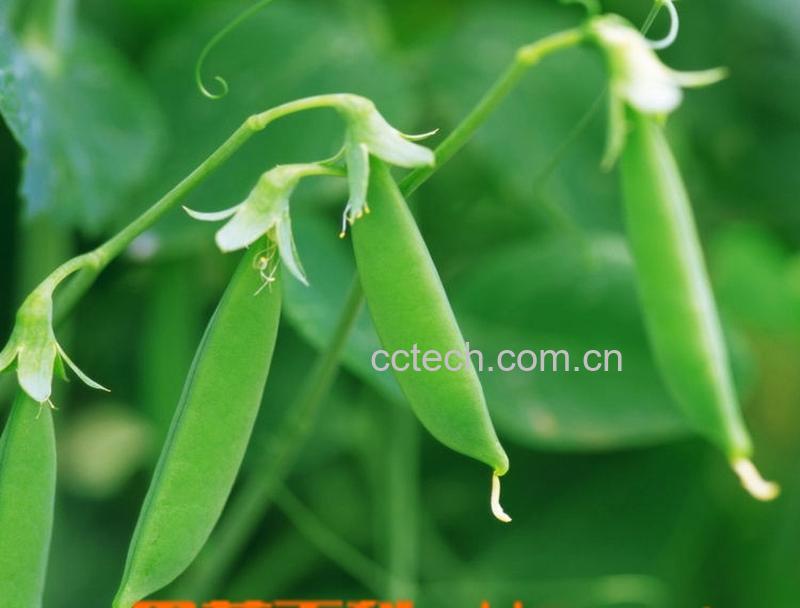 果蔬百科豌豆-0
