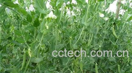 果蔬百科豌豆-0