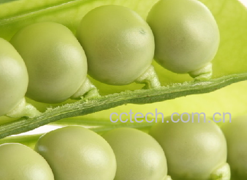 果蔬百科豌豆-0