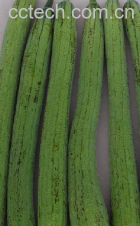 果蔬百科丝瓜-0