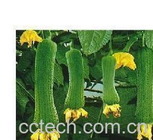 果蔬百科丝瓜-0