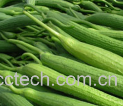 果蔬百科丝瓜-0