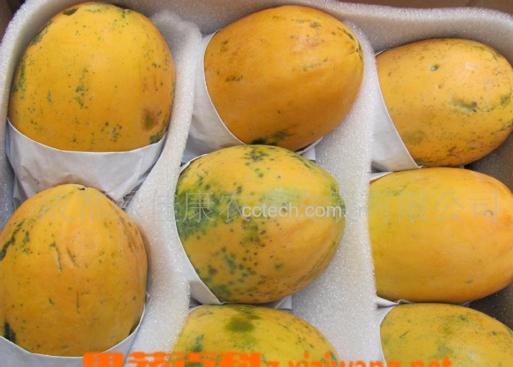 果蔬百科木瓜-0