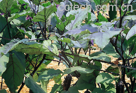 果蔬百科茄子-0