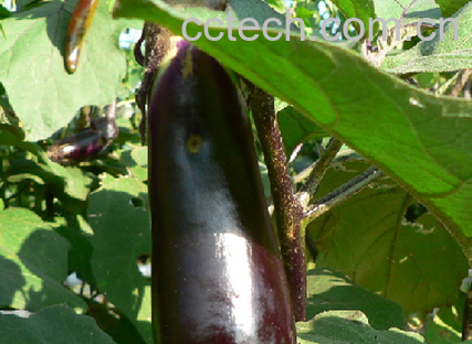 果蔬百科茄子-0