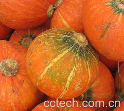 果蔬百科南瓜-0