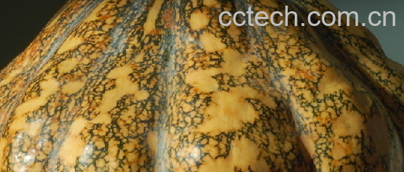 果蔬百科南瓜-0