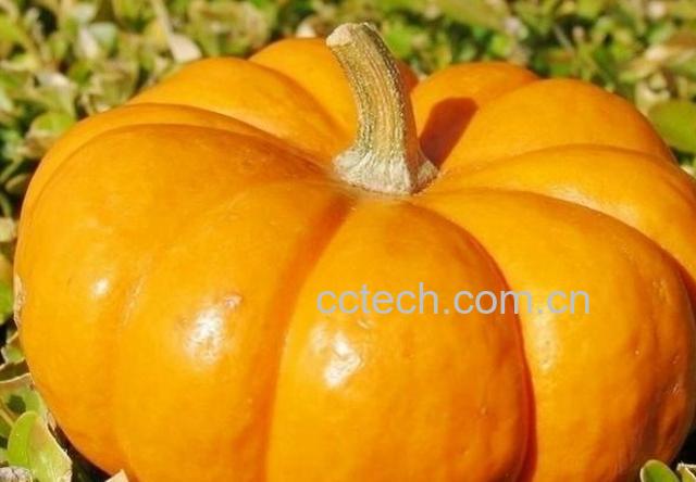 果蔬百科南瓜-0