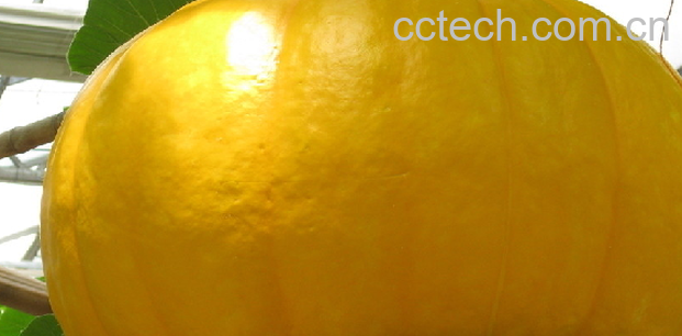 果蔬百科南瓜-0