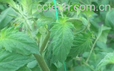 果蔬百科番茄卷叶-0