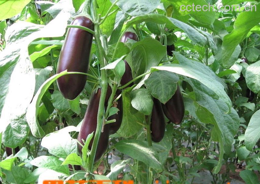 果蔬百科茄子-0