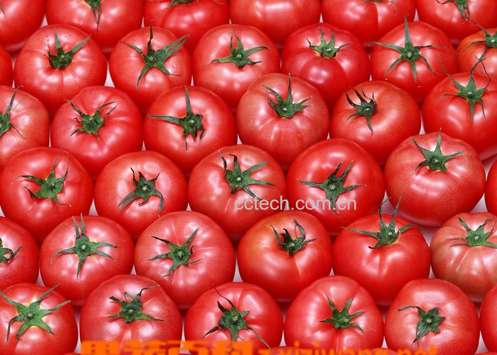 果蔬百科番茄-0