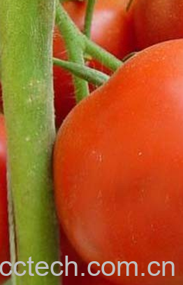 果蔬百科番茄-0