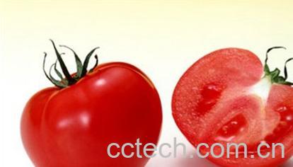 果蔬百科番茄-0