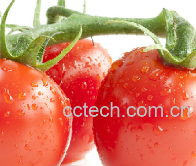果蔬百科番茄-0