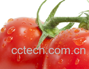 果蔬百科番茄-0