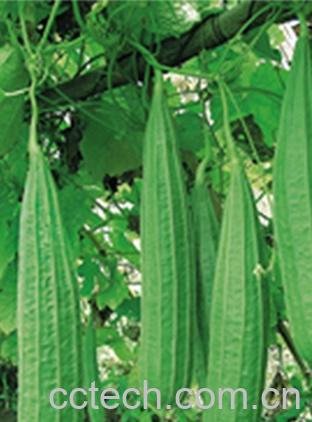 果蔬百科丝瓜-0