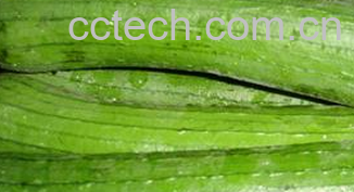 果蔬百科丝瓜-0